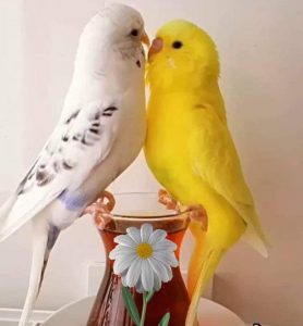 Yüreğimi Yüreğine Mühürledim