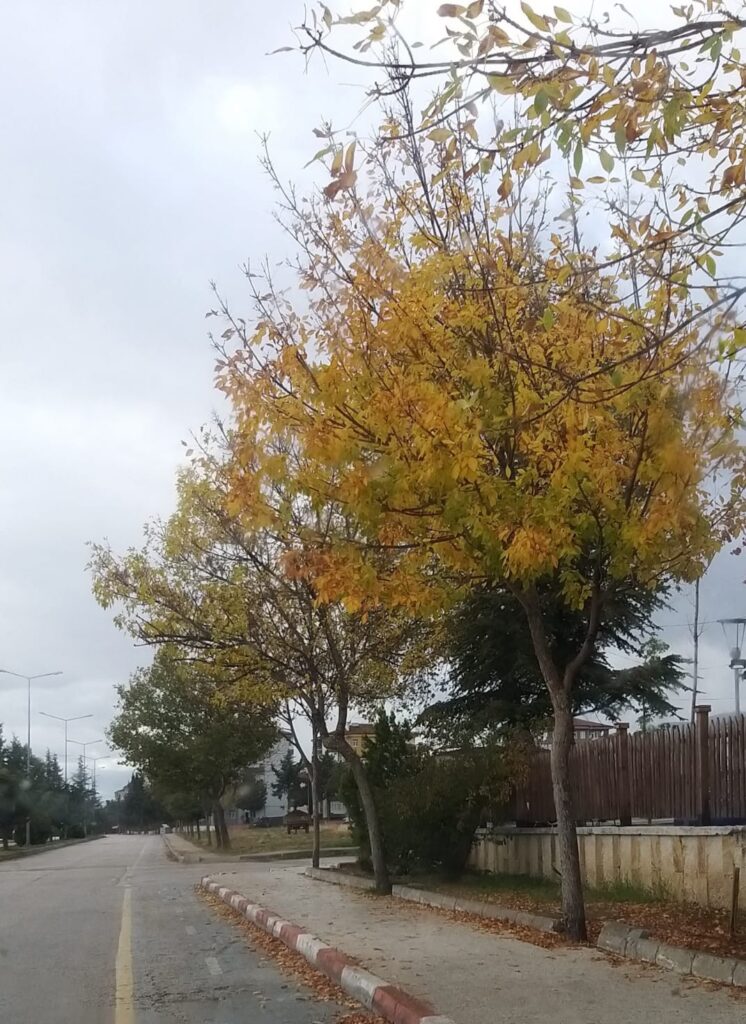 “Şehrin İçindeki Sessiz Çember”