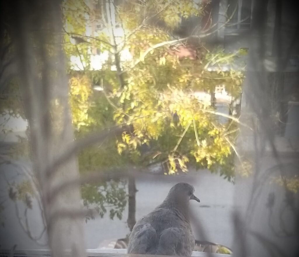 Akşamüstü ve Sessizlik