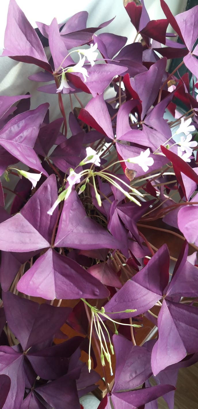 “Gökyüzünün Unuttuğu Hikâye”